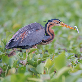 Kumarakom - Purperreiger